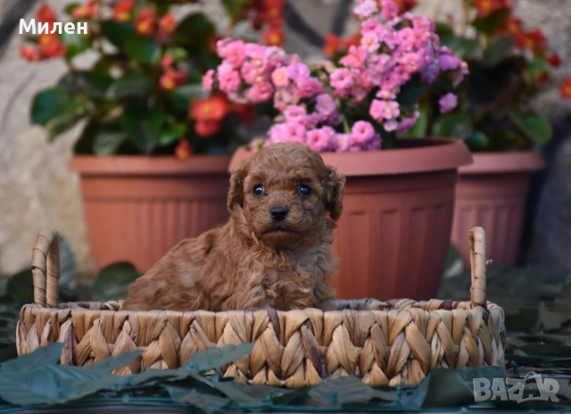 Той пудел Toy poodle, снимка 10 - Пудели - 55006000