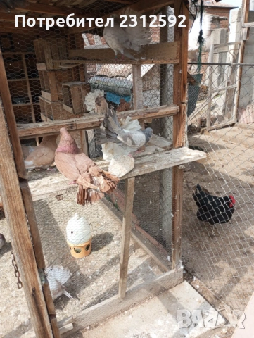 Продават се палунести гълъби!!!, снимка 6 - Гълъби - 53980869