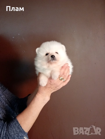 Бели мъжки Померани., снимка 7 - Померан - 54100293
