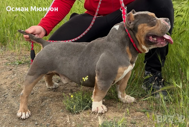 Американско були ПОКЕТ / American bully POCKET, снимка 2 - Други - 55093128