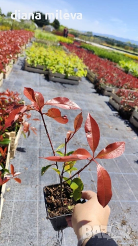 Фотиния Ред Робин, Photinia fr. Red Robin, снимка 12 - Градински цветя и растения - 49185099