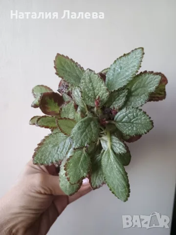 Еписция, episcia Silver Skies, снимка 3 - Стайни растения - 55549612