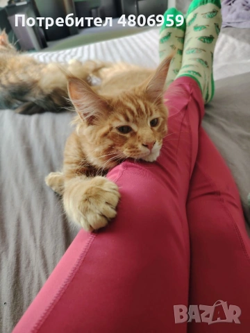 Топ цена! Мейн Куун , снимка 2 - Мейн кун - 54304182