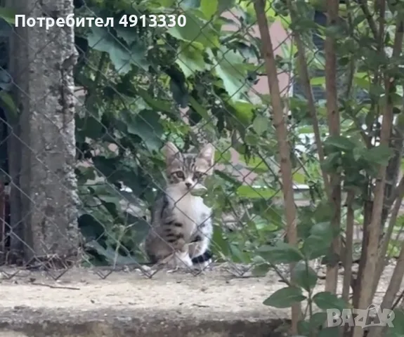 Подарявам 4 котета, снимка 8 - Други - 55600691