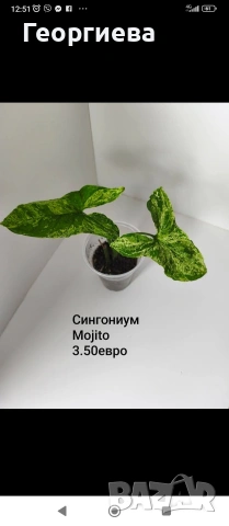 декоративно листни растения , снимка 8 - Стайни растения - 54615459