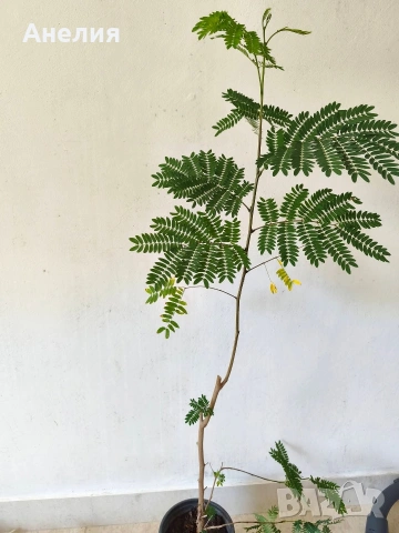 Акация тропическа Acacia leucaena! , снимка 2 - Стайни растения - 55105869
