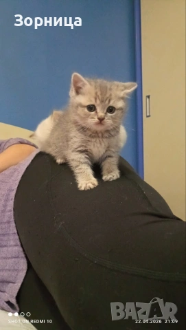 Британско коте, снимка 3 - Британска късокосместа - 54330863