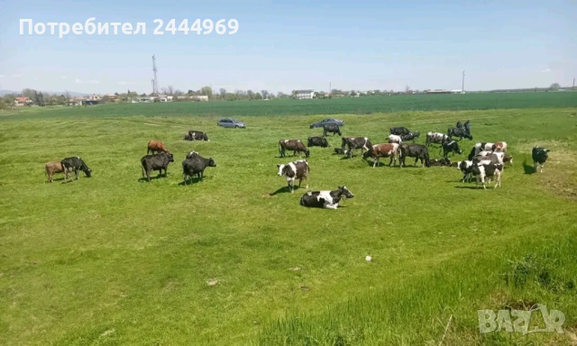 Продавам крави 