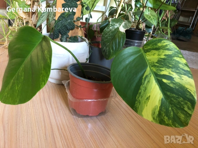 Monstera Aurea variegated , снимка 2 - Стайни растения - 54721488