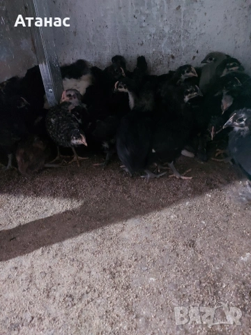 Черен австралорп, кафяв доминант.И смесени снасящи сини и зелени яйца., снимка 3 - други­ - 53830777