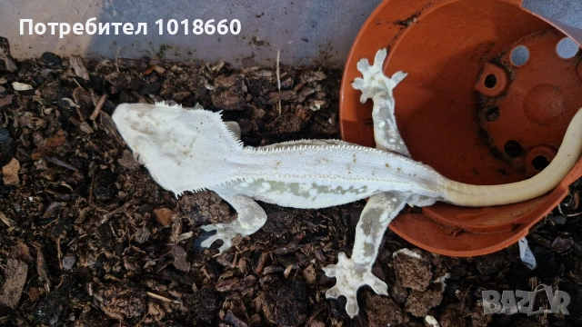 Ресничест гекон / crested gecko / correlophus ciliatus, снимка 3 - Гекон - 49156922