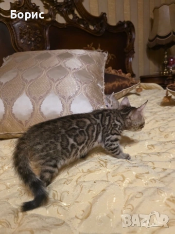 Бенгалска котка, снимка 3 - Бенгалски - 40146006