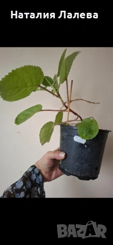 Синингия, sinningia Isa’s sherbet lemon, снимка 3 - Стайни растения - 54590116