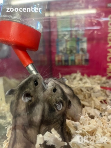 мини хамстер