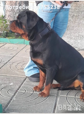 Ротвайлер разплод , снимка 7 - Ротвайлер - 54295206