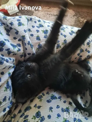 Подарявам бебе коте