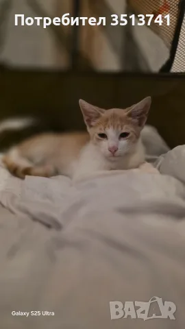 Подарамам мъжко котенце , снимка 2 - Други - 55547116