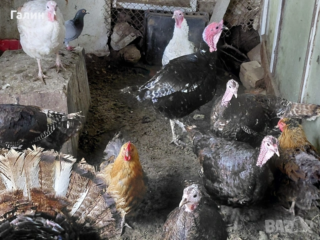 пуешки яйца за люпене