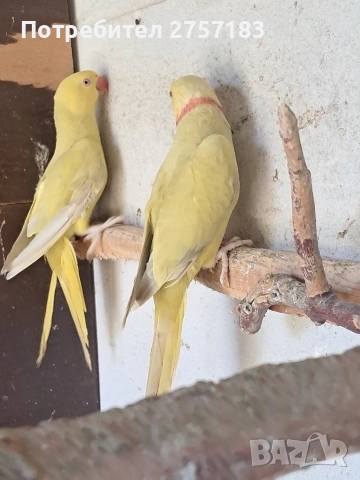 продавам чифт малак александар 2023, снимка 7 - Папагали - 54311607