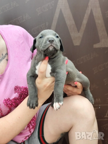 Американско Були Хл American bully Xl ABKC , снимка 9 - Други - 54806076