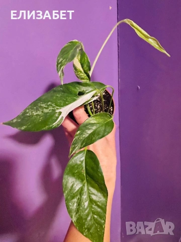 Epi pinatum albo veriegat 
