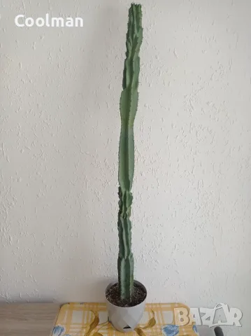 Голям кактус Cereus, снимка 3 - Стайни растения - 55374403
