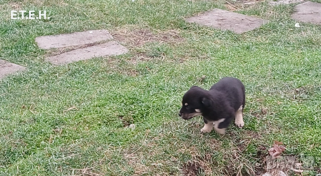 Малки мини пинчери ., снимка 3 - Пинчер - 53959090