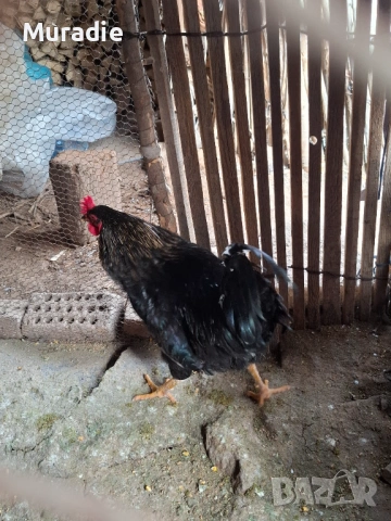 Черен Петел  за разплод , снимка 5 - други­ - 54128213