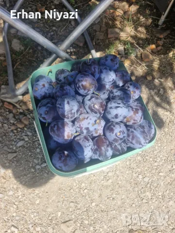Prodavame sini slivi za pazar