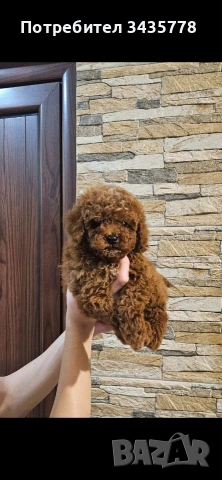 пудел той мини/poodle toy/, снимка 3 - Пудели - 55242356