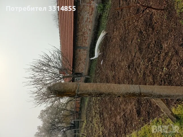  Бели пауни двойка