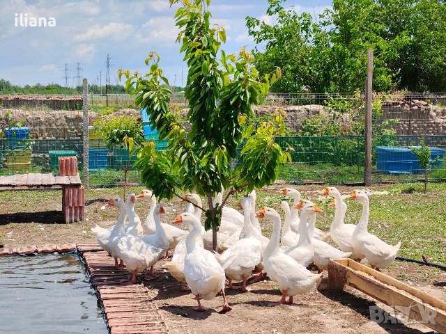Продавам гъски Линда