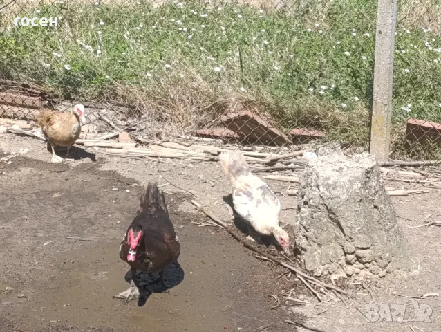 Гъски патици зайци , снимка 13 - други­ - 55699312