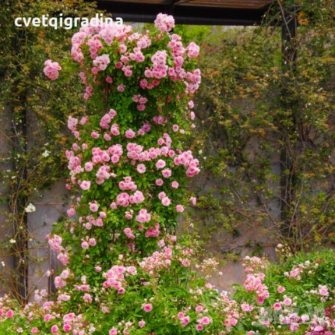 Rosa banksiae ‘Rosea’ / Роза банксия „Розея