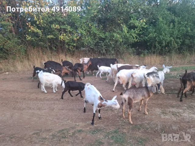 Продавам кози и ярета, снимка 2 - Кози - 55607206