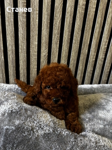 Мини пудели / Mini Poodles, снимка 2 - Пудели - 55286833