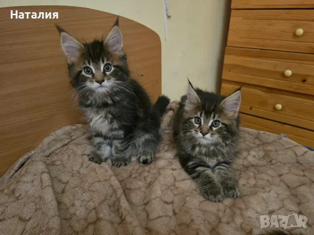 Котенца Мейн Куун, снимка 2 - Мейн кун - 55585027