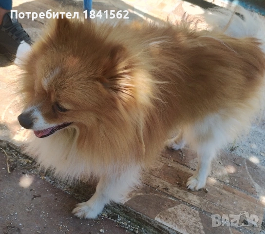 Продават се , снимка 3 - Померан - 54679209
