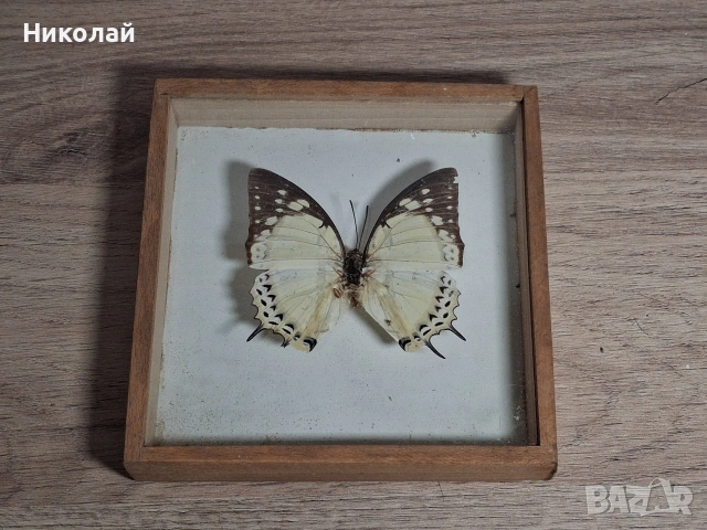 Препарирана Пеперуда в Рамка, снимка 7 - Декорация за дома - 54175284