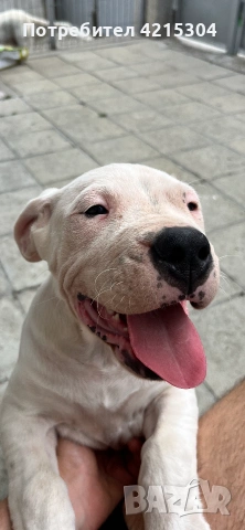 Кученце Дого Аржентино/Dogo Argentino . Женски пол / Female