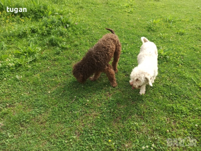 Бебета Лагото Романьоло / Lagotto Romagnolo, снимка 4 - Други - 54303243