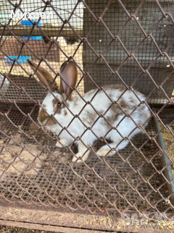 Зайци, снимка 2 - Други - 54210651