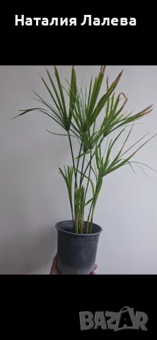 Водна палма, циперус, cyperus alternifolius Big form, снимка 5 - Стайни растения - 55320822