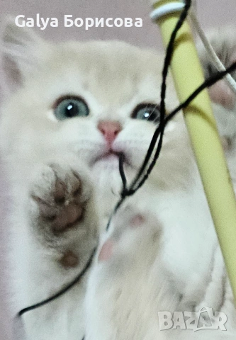 Британски родословни котенца Великденска промоция   лилаво злато , снимка 3 - Британска късокосместа - 53502654