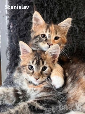 Котенца Мейн Куун, снимка 2 - Мейн кун - 54486305