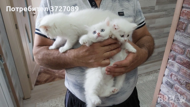 Ангорска котка, снимка 5 - Ангорски - 54727476