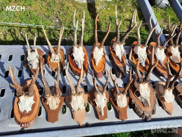 Трофей от сърндак. , снимка 10 - Декорация за дома - 54045665