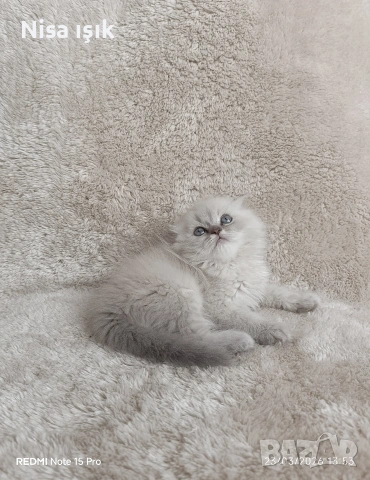 той е най красивия свикнали с малко детенце което означава че са много гальовни в Хасково