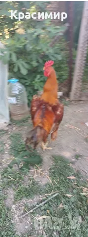 Продавам петли.