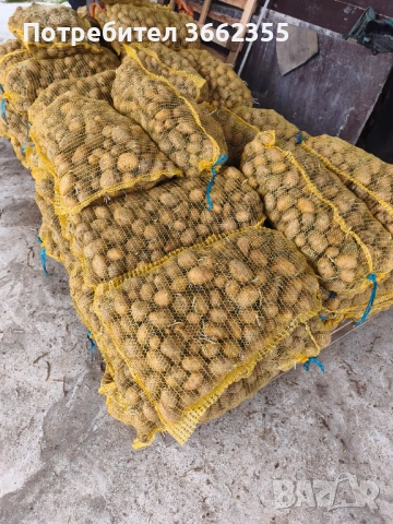 Картофи Сорая , снимка 2 - Домашни продукти - 42685022